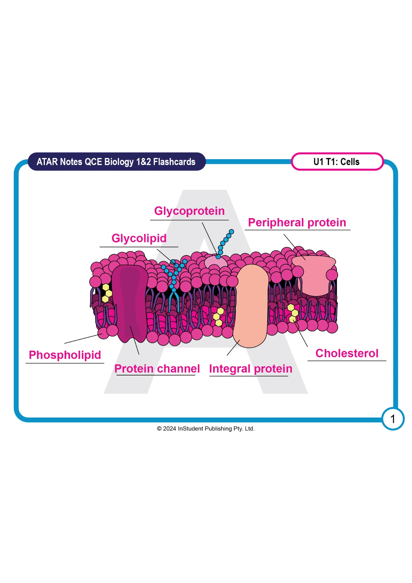ATAR Notes QCE Biology 1&2 (2025-2027) Flashcards - Image 3