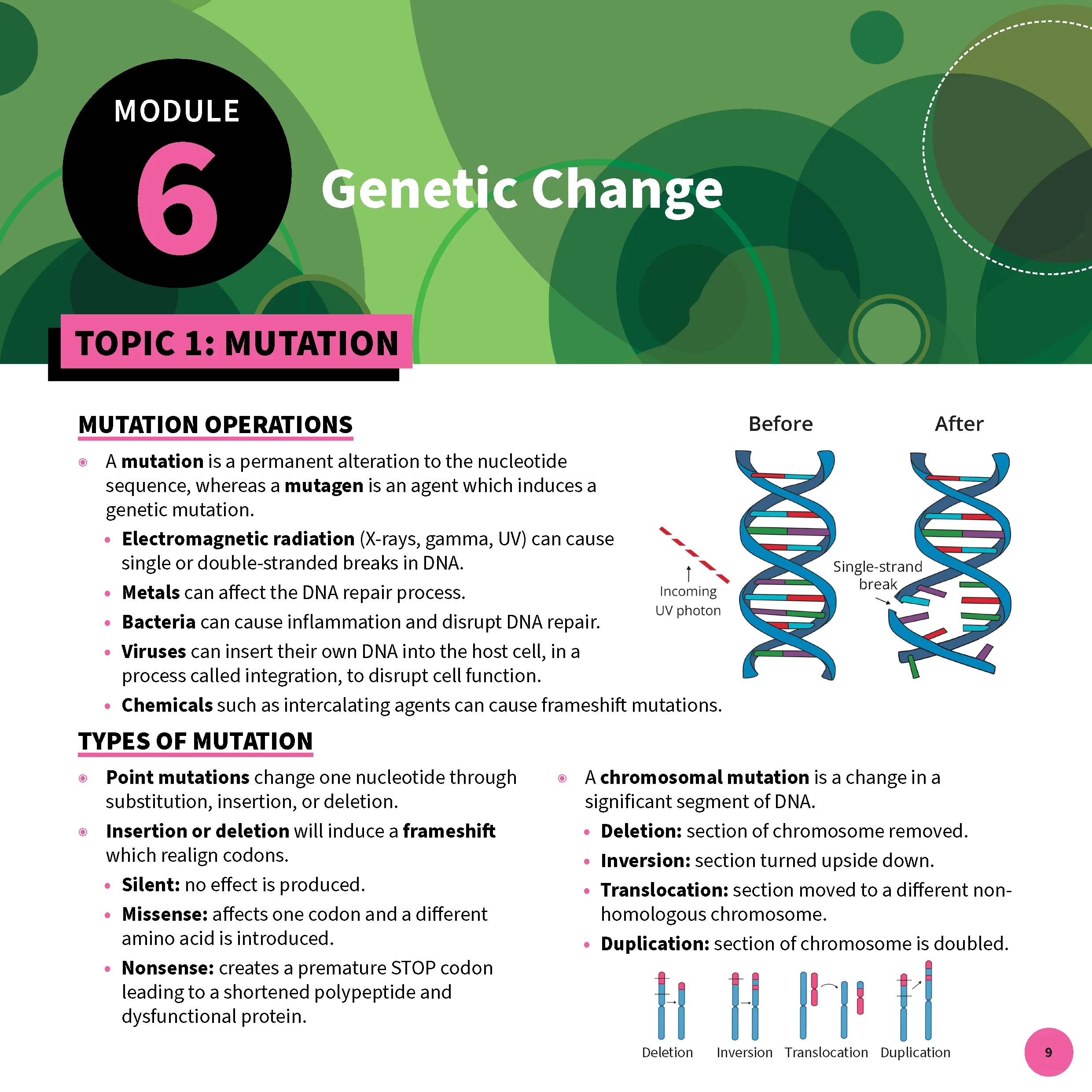 ATAR Notes HSC Year 12 Biology Summary Sheets (2025-2027) - Image 8