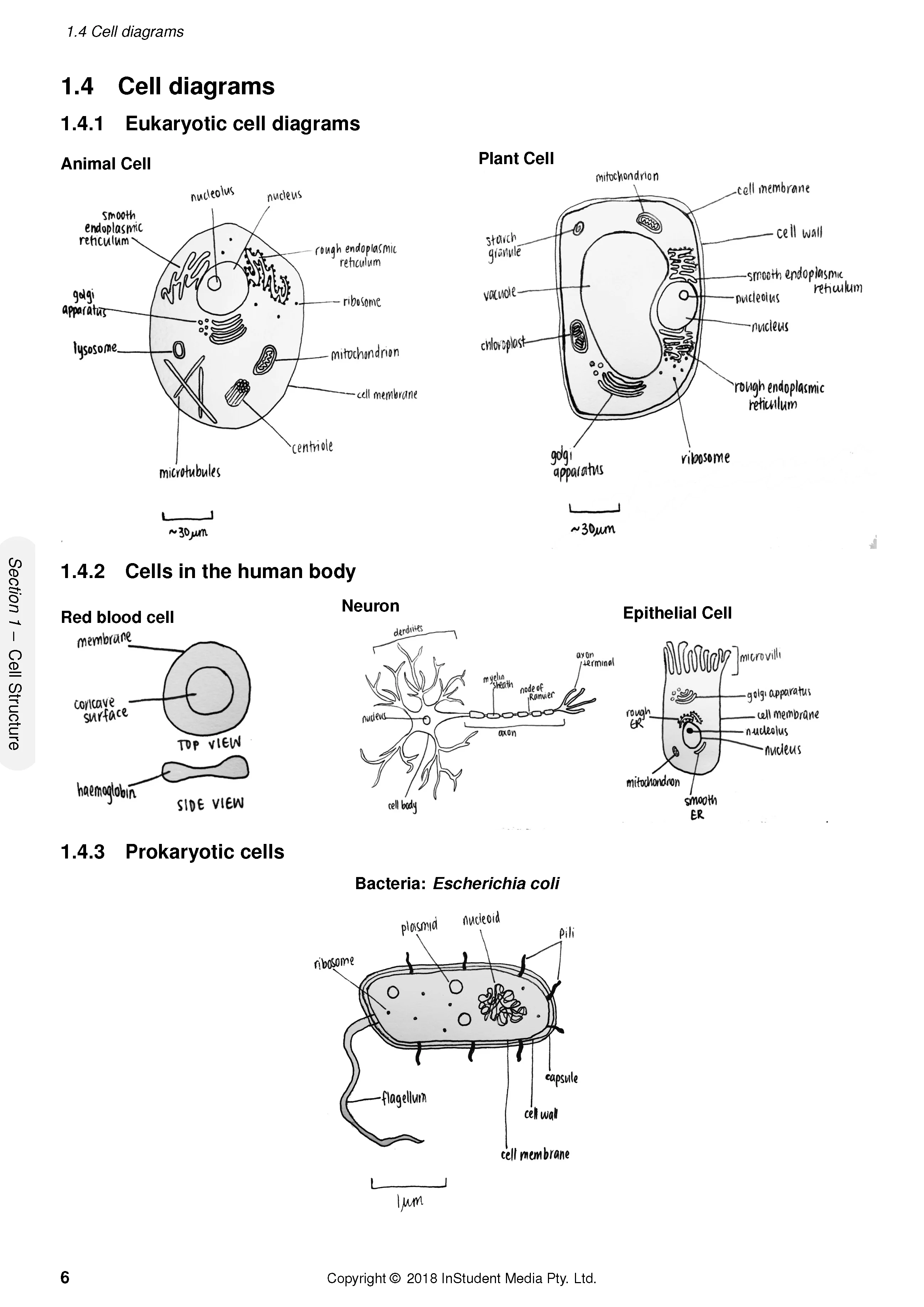 ATAR Notes HSC Year 11 Biology Complete Course Notes (2024-2026) - Image 10