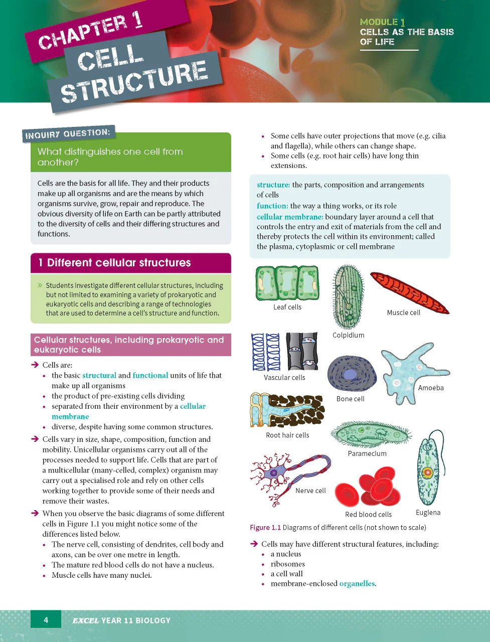 Excel HSC Year 11 Biology Study Guide - Image 4